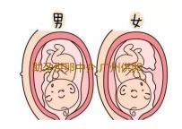 助孕供卵中介,广州供卵试管网